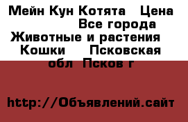 Мейн Кун Котята › Цена ­ 15 000 - Все города Животные и растения » Кошки   . Псковская обл.,Псков г.